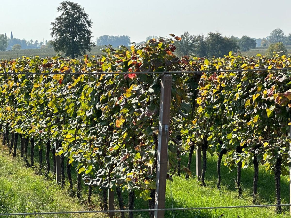 Agriturismo Feliciana Pozzolengo Zewnętrze zdjęcie